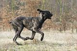 CANE CORSO 794